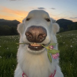 Profilbild von Moderator 2